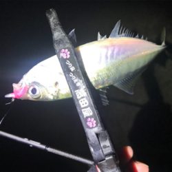 爆風雨アジング