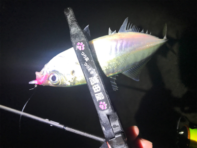 爆風雨アジング