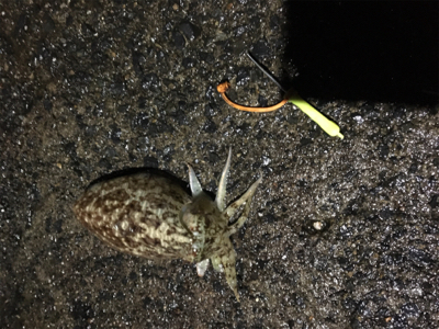 連日のコウイカ 釣り