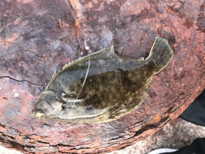 こんにちカレイ