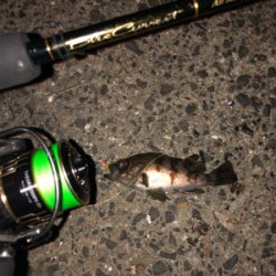 明石メバリング