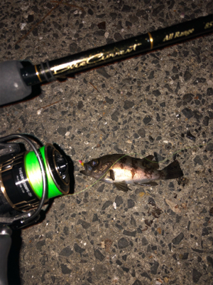 明石メバリング