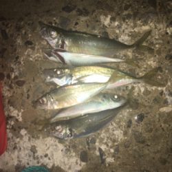 アジはまだまだ釣れてる!