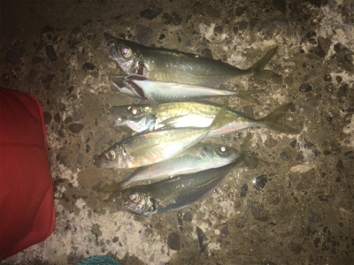 アジはまだまだ釣れてる！