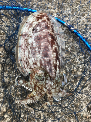 春！コウイカシーズン到来！