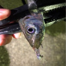 アジ好調のゲストにアオリ♪