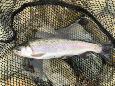 北田原ます釣り場