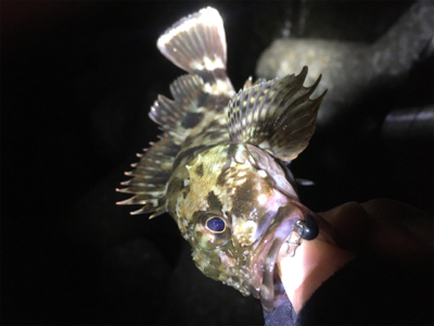 ガシラッシュ笑