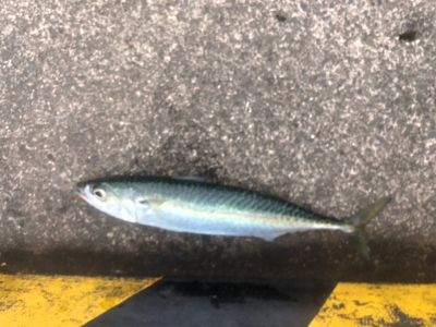 テストのつもりが