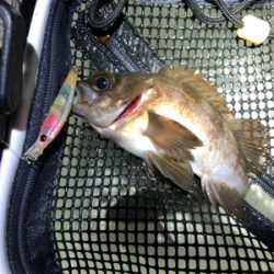 爆風メバリング