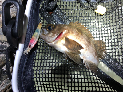 爆風メバリング