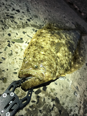 まずめのヒラメ！