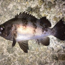 明石周辺メバリング