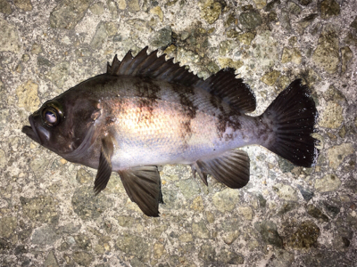 明石周辺メバリング