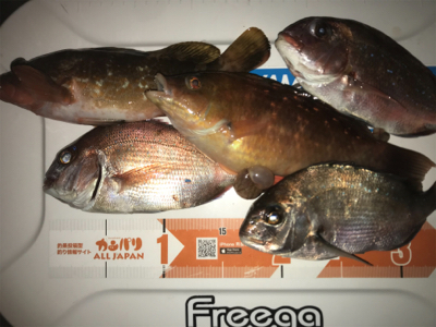 カサゴ釣り＆ヒトツテンヤ