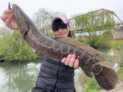 淀川バス釣りで雷魚！