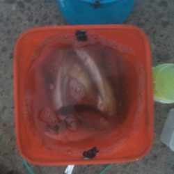 今日もアジいっぱい！