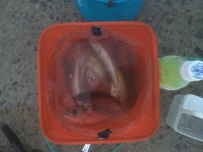 今日もアジいっぱい！