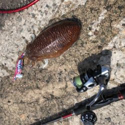 春アオリ情報を聞いてのエギング!