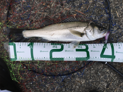 シーバス　マイクロベイトにボイル