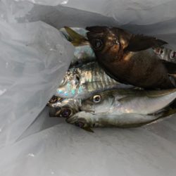 アジ楽釣