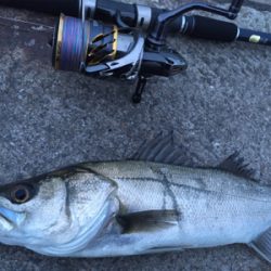 シーバス活性高し