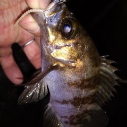 ナイトメバリング