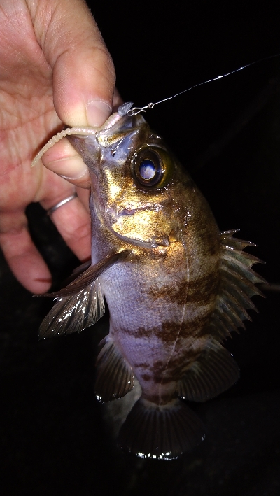 ナイトメバリング