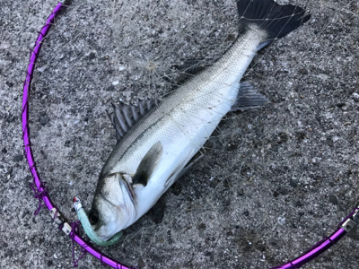 マイクロパターン