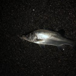 久々のチーバスゲーム