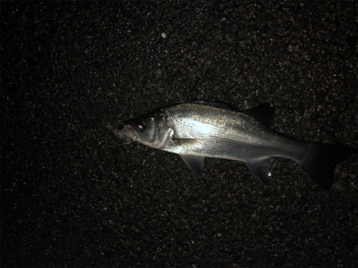 久々のチーバスゲーム