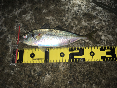 アジ釣れた!