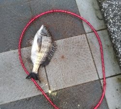 2/29釣果チヌ2枚マリーナシティずっと雨…