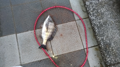 2/29釣果チヌ2枚マリーナシティずっと雨…