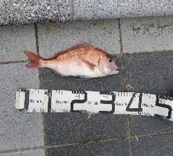 3/7釣果マダイチヌデカアジ尺アジ