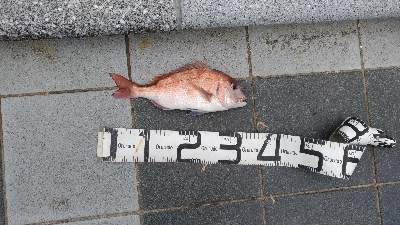 3/7釣果マダイチヌデカアジ尺アジ