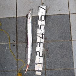 3/14釣果メタボチヌ2枚デカアジタチウオ