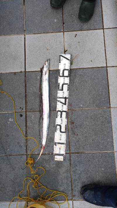 3/14釣果メタボチヌ2枚デカアジタチウオ