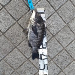 3/18釣果なぎさ公園でチヌ！！