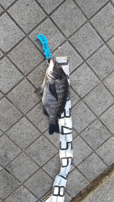 3/18釣果なぎさ公園でチヌ！！