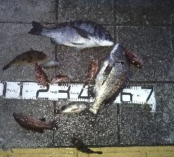 3/20釣果チヌ43,44尺アジカンダイＳサイズ