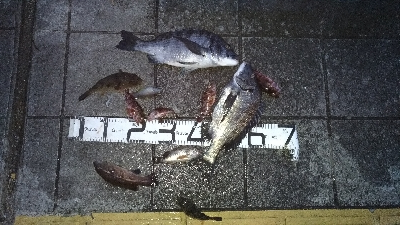 3/20釣果チヌ43,44尺アジカンダイＳ…