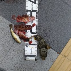 3/28釣果和歌山マリーナシティ名物ガシラ