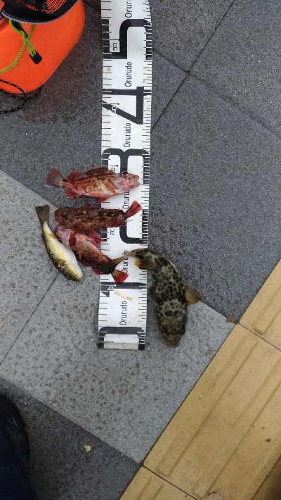 3/28釣果和歌山マリーナシティ名物ガシラ…