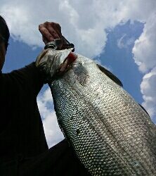 朝マズメから昼過ぎまでかかったヒラスズキ！！
