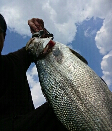 朝マズメから昼過ぎまでかかったヒラスズキ！…
