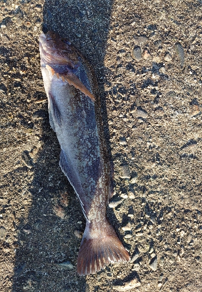 2020年初フィッシュ。アイナメ