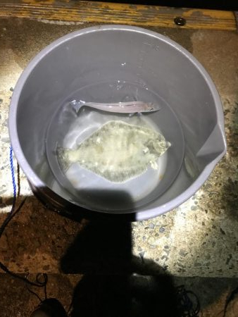 久しぶりのカレイ