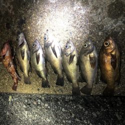 友達とメバリング