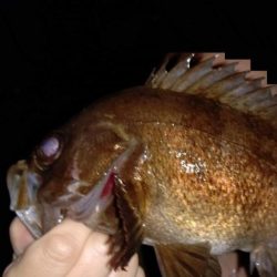 春らしい強烈な引き